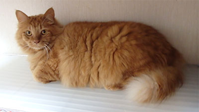 �`���g����